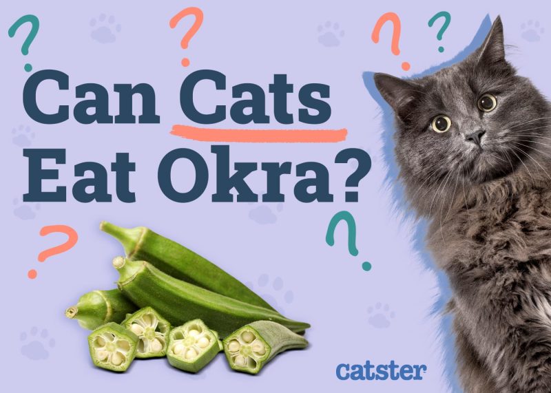 Can Cats Eat Okra