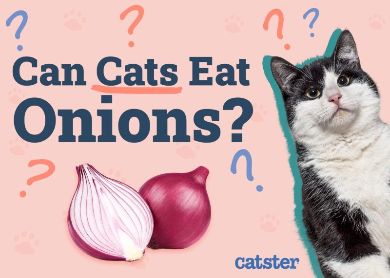 Can Cats Eat Onions