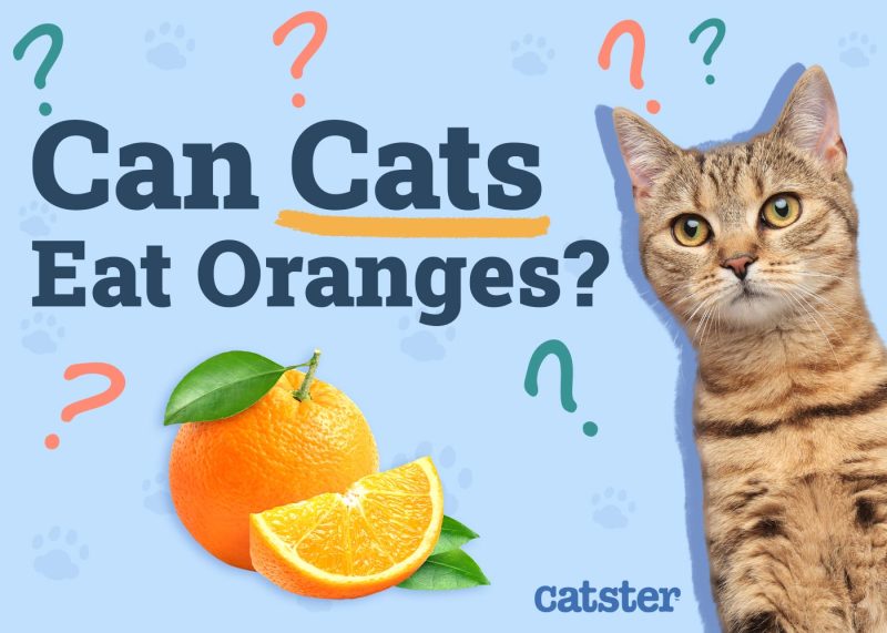 Can Cats Eat Oranges