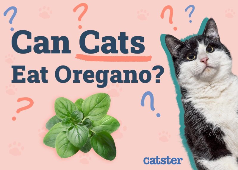 Can Cats Eat Oregano