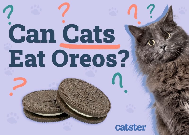 Can Cats Eat Oreos