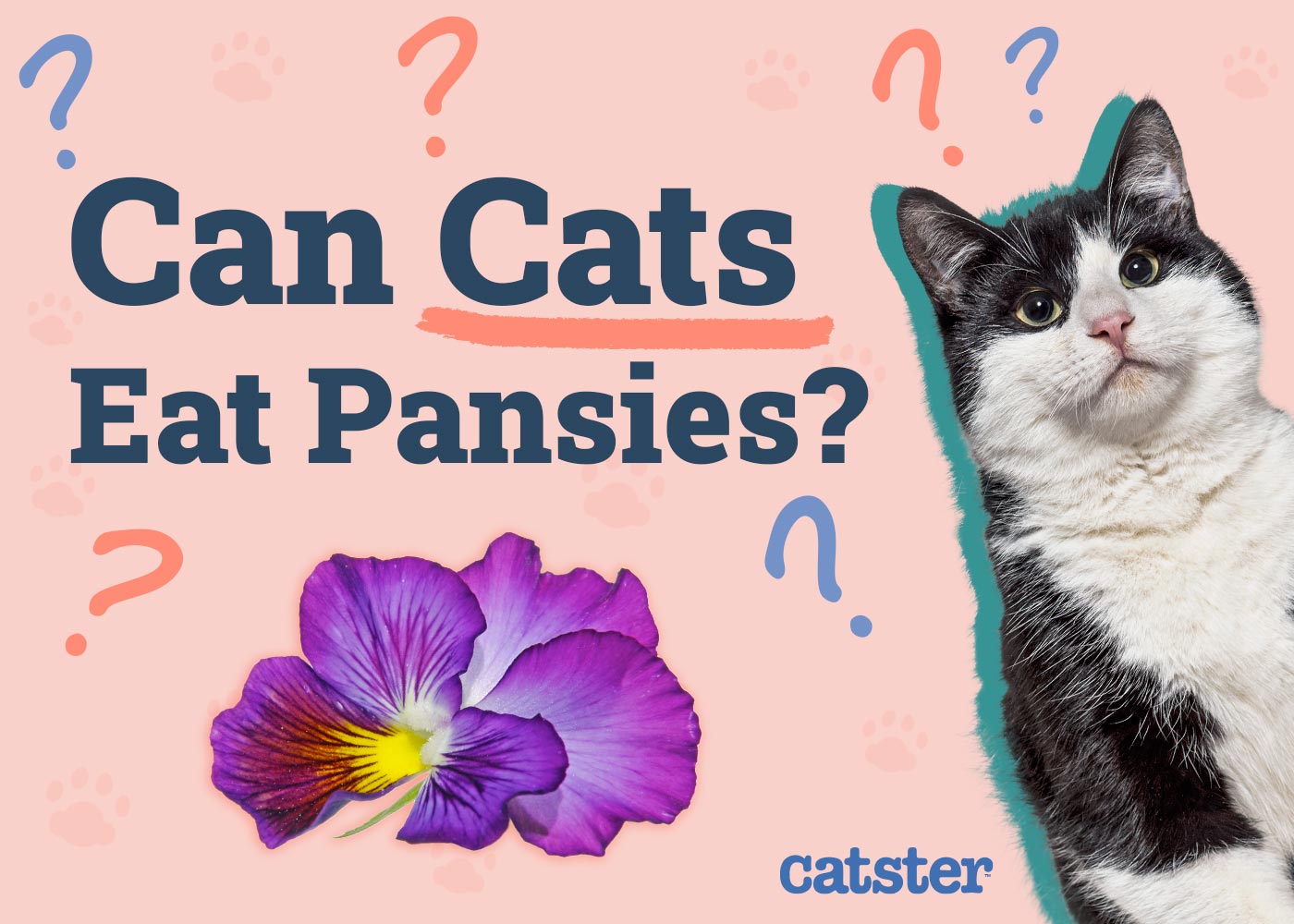 Can Cats Eat Pansies