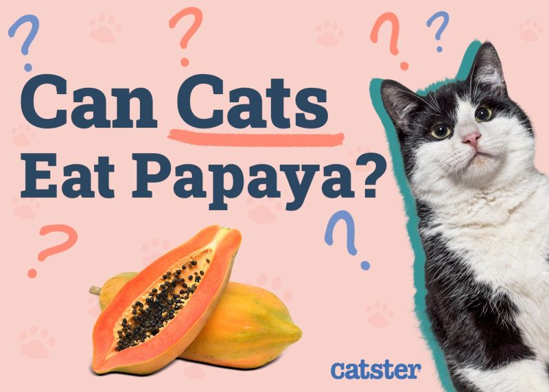 Can Cats Eat Papaya