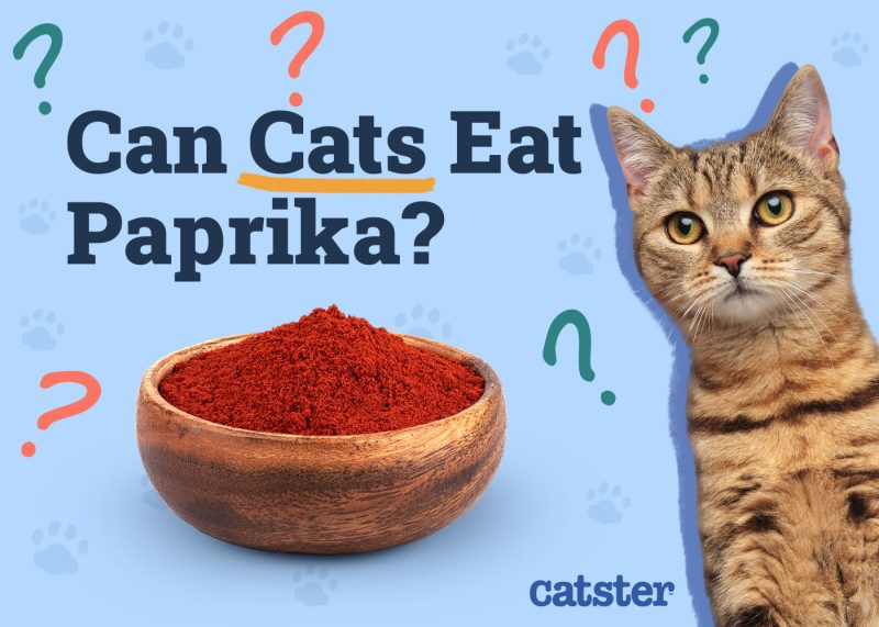 Catster_Can Cats Eat Paprika_v1_Dec 4 2024