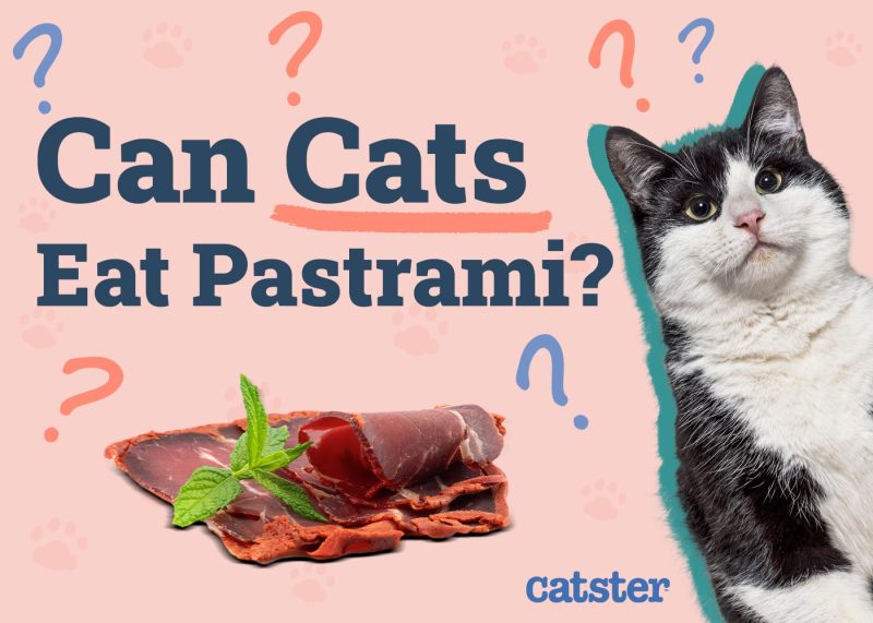 Can Cats Eat Pastrami