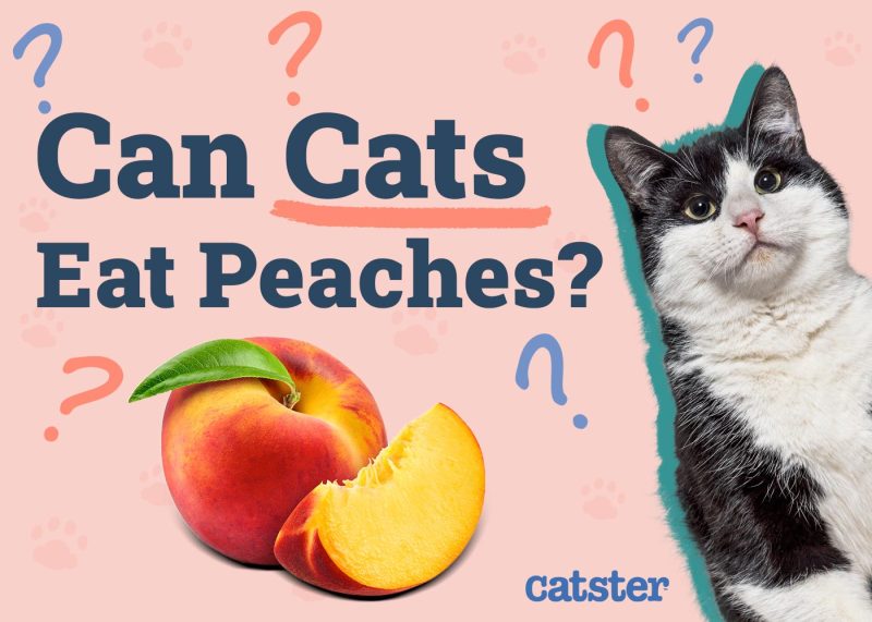 Can Cats Eat Peaches