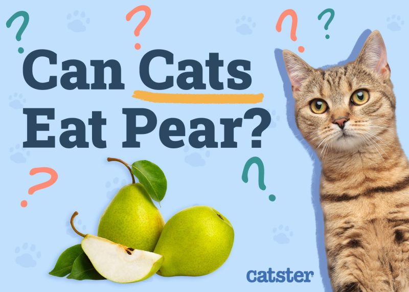 Can Cats Eat Pears