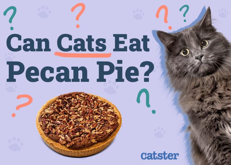 Can Cats Eat Pecan Pie