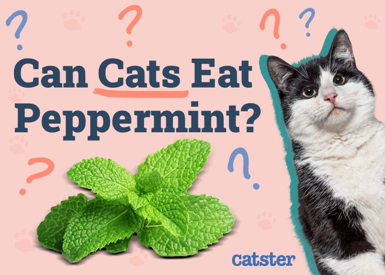 Can Cats Eat Peppermint? Vet-Reviewed Facts & Precautions - Catster
