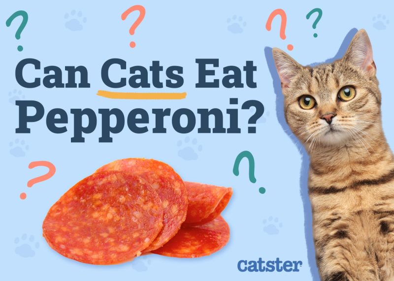 Can Cats Eat Pepperoni