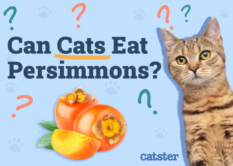 Can Cats Eat Persimmons