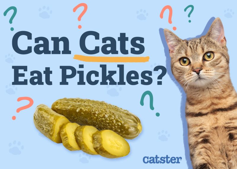 Can Cats Eat Pickles