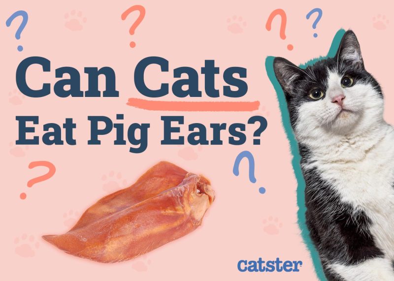 Can Cats Eat Pig Ears