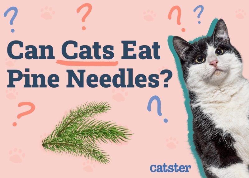 Can Cats Eat Pine Needles