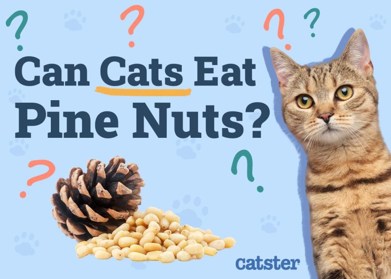 Are cashews toxic to cats online