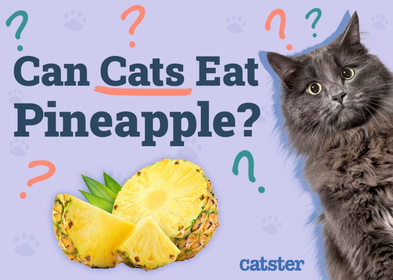Can Cats Eat Pineapple