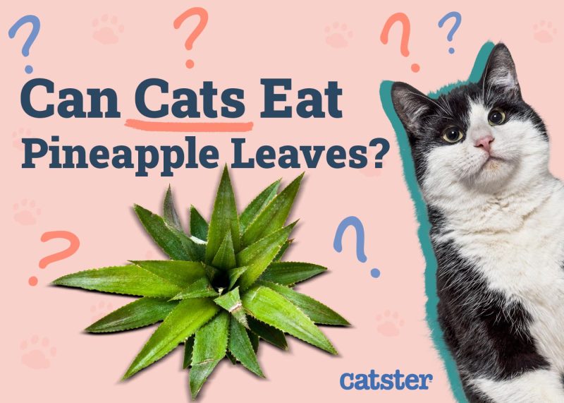 Can Cats Eat Pineapple Leaves