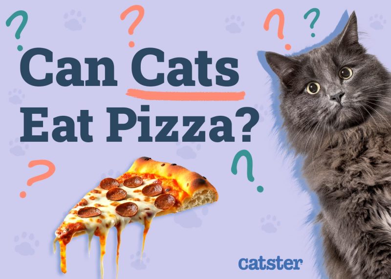 Can Cats Eat Pizza