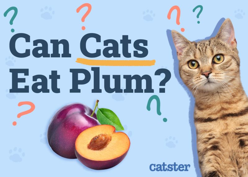 Can Cats Eat Plums Vet Reviewed Facts FAQ Catster