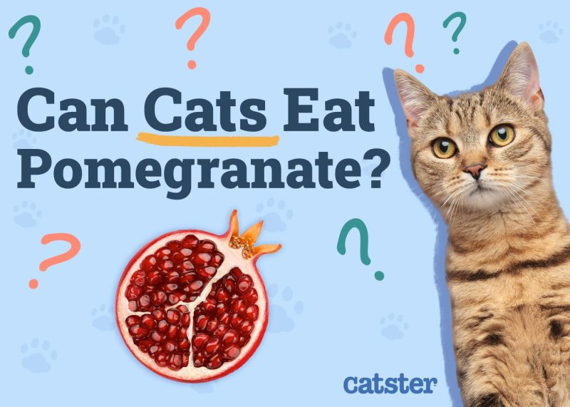 Can Cats Eat Pomegranate