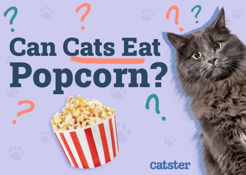 Can Cats Eat Popcorn