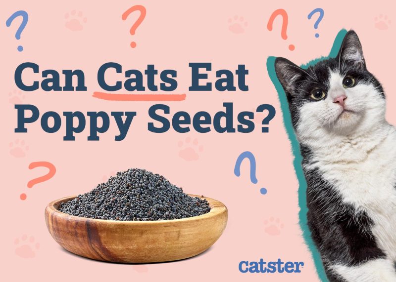 Can Cats Eat Poppy Seeds
