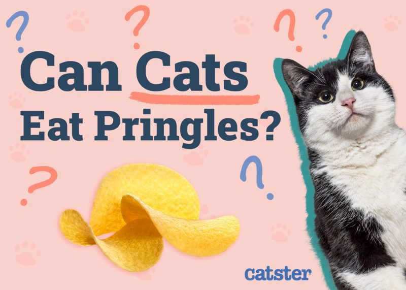 Can Cats Eat Pringles