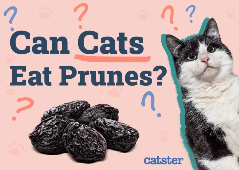 Can Cats Eat Prunes