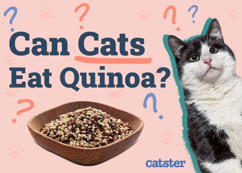 Can Cats Eat Quinoa