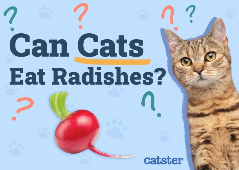 Can Cats Eat Radishes