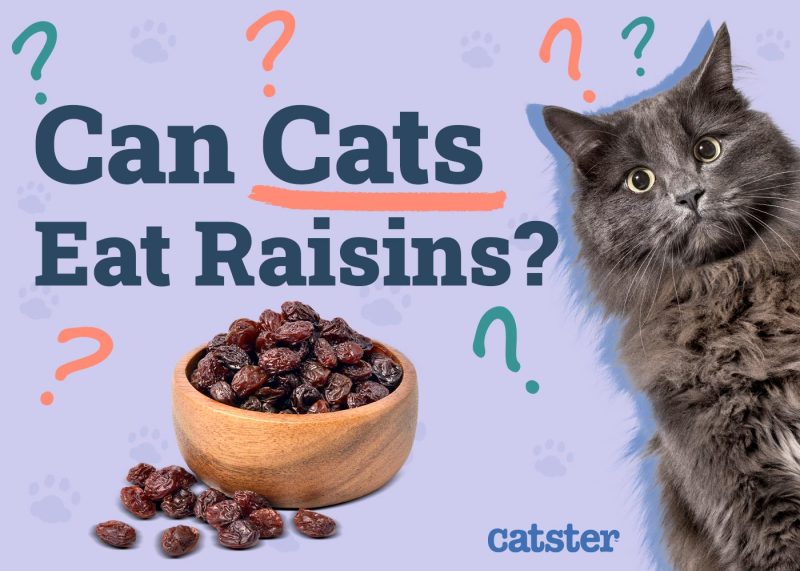 Can Cats Eat Raisins