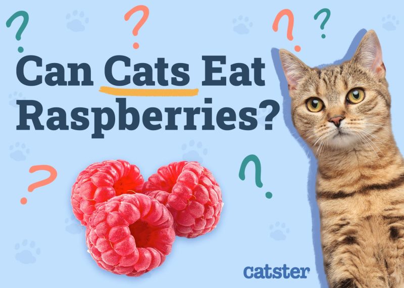 Can Cats Eat Raspberries