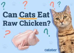 Can Cats Eat Raw Chicken? Vet-Reviewed Facts & Recommendations - Catster