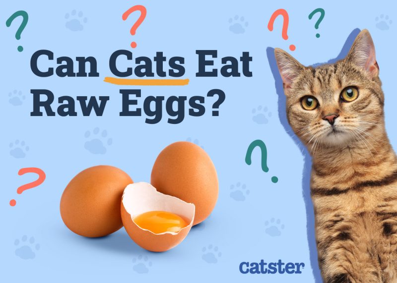 Catster_Can Cats Eat Raw Eggs_v1_Dec 4 2024