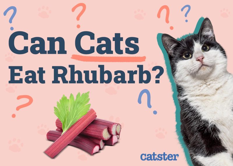 Can Cats Eat Rhubarb