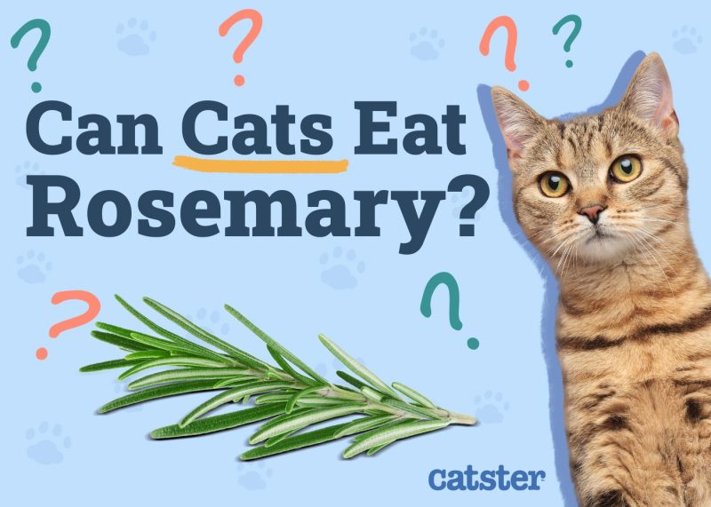 Can Cats Eat Rosemary