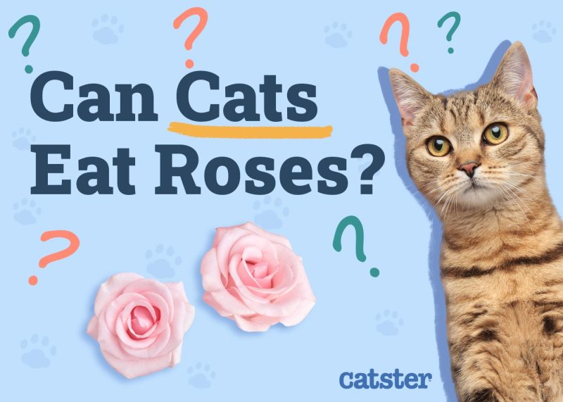 Can Cats Eat Roses