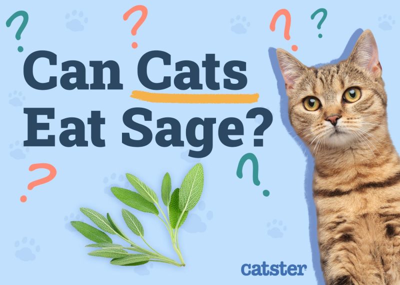Can Cats Eat Sage