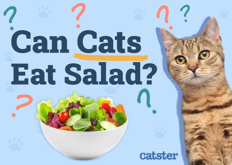 Can Cats Eat Salad