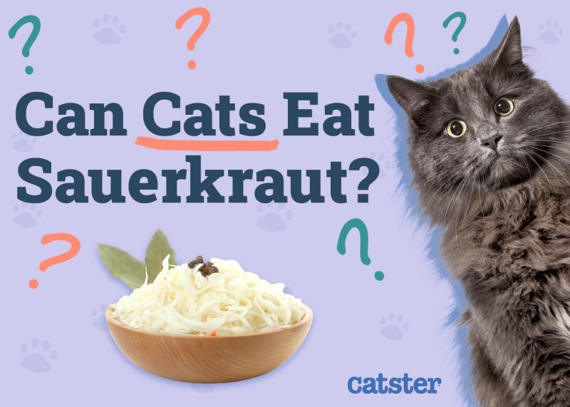 Can Cats Eat Sauerkraut