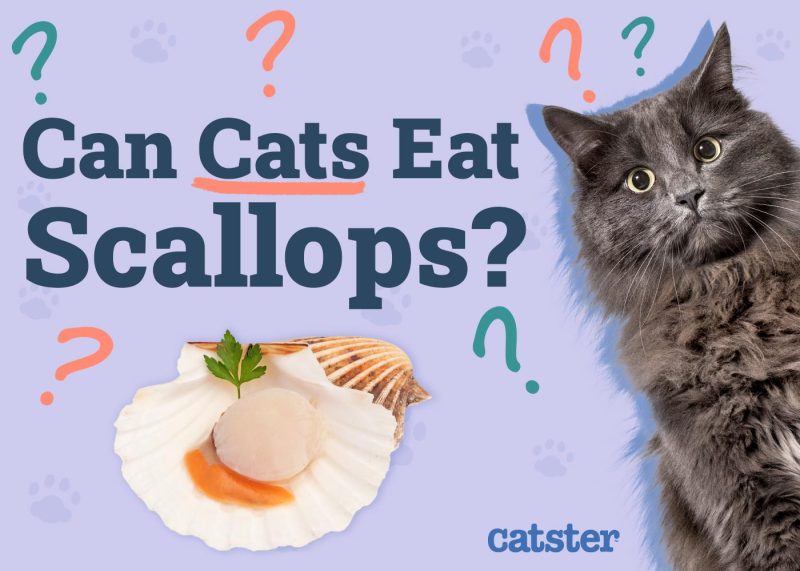 Can Cats Eat Scallops