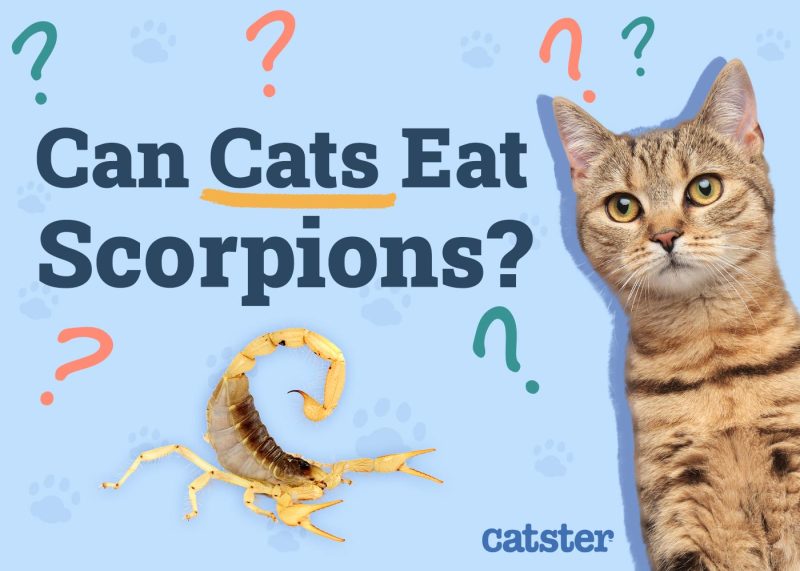 Can Cats Eat Scorpions