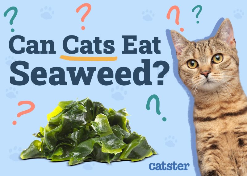 Can Cats Eat Seaweed