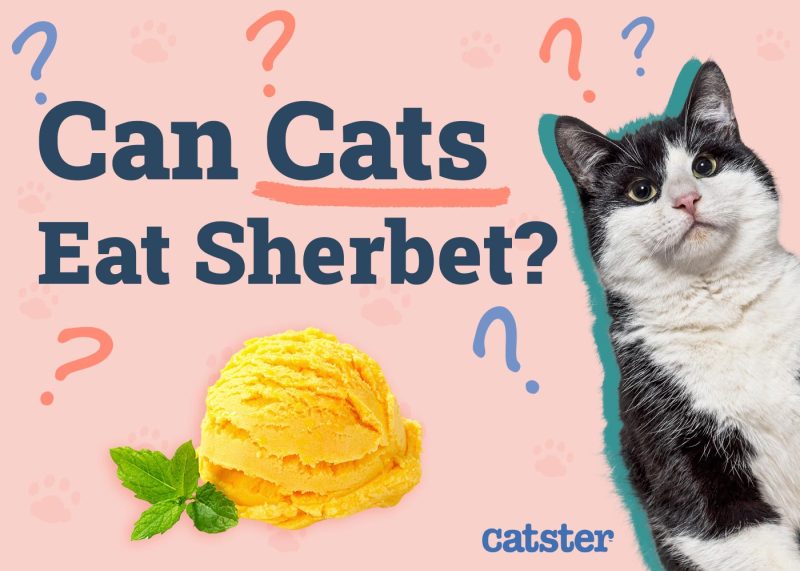 Can Cats Eat Sherbet