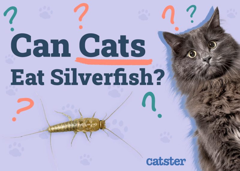 Can Cats Eat Silverfish
