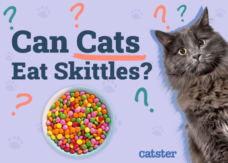 Can Cats Eat Skittles