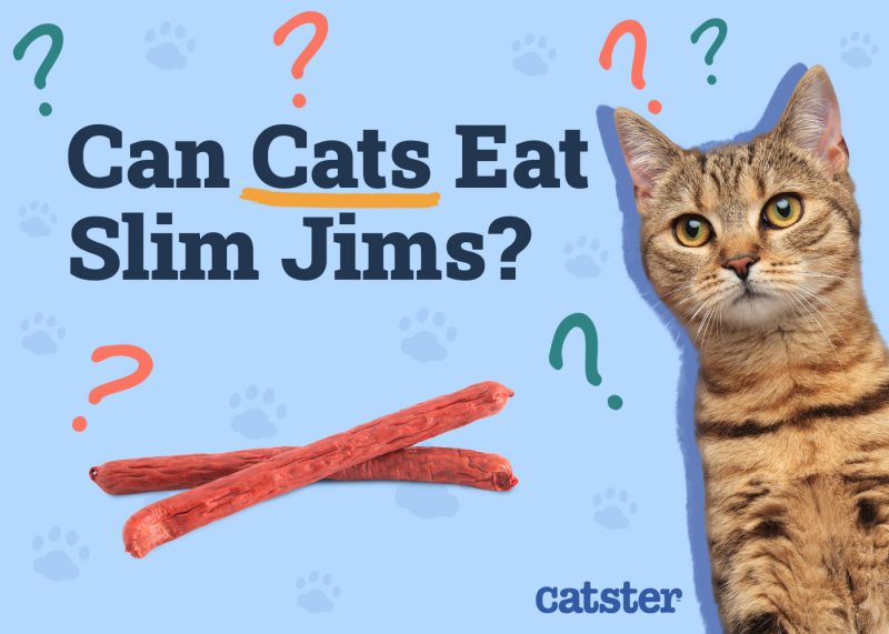 Catster_Can Cats Eat Slim Jims_v1_Dec 4 2024