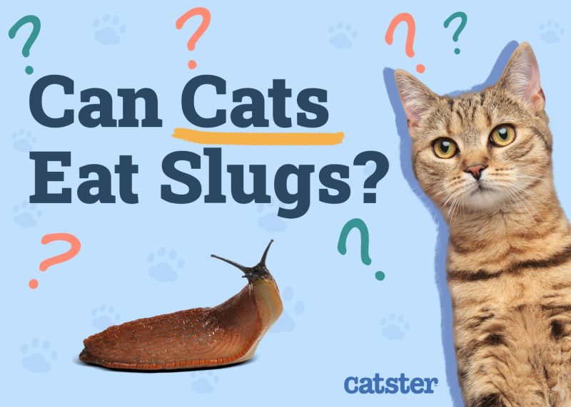 Can Cats Eat Slugs