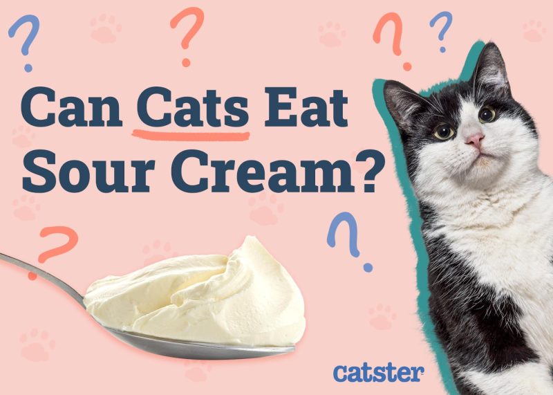 Can Cats Eat Sour Cream