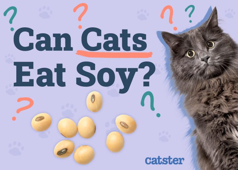 Can Cats Eat Soy